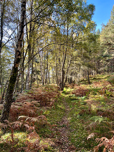 Scottish Highlands Birch Forest Autumnal View